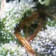 Mentha de Croco Bx1 F2