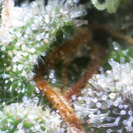 Mentha de Croco Bx1 F2