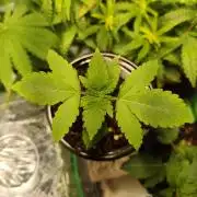Lemon Cherry Gelato F1 Zamnesia