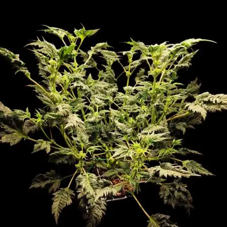Mentha de Croco Bx1 F2