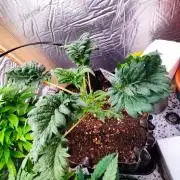 Mentha de Croco Bx1 F2