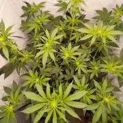 Lemon Cherry Gelato F1 Zamnesia