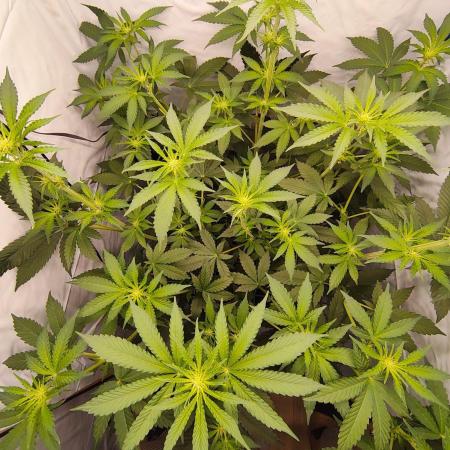 Lemon Cherry Gelato F1 Zamnesia