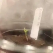 Insane OG