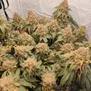 Ghost Train Haze #2