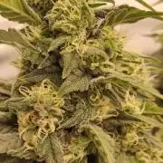 AK 47