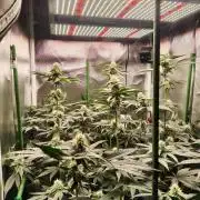 Lemon Cherry Gelato F1 Zamnesia