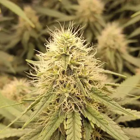 Ghost Train Haze Zamnesia
