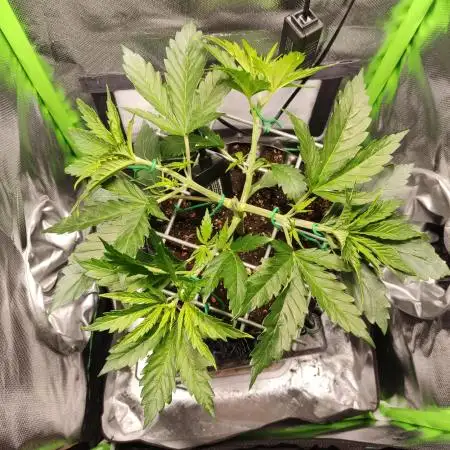 SANSI 50W / 40x40 Granddaddy Purple