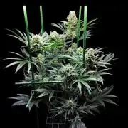 Granddaddy Purple 50W Start Misstake