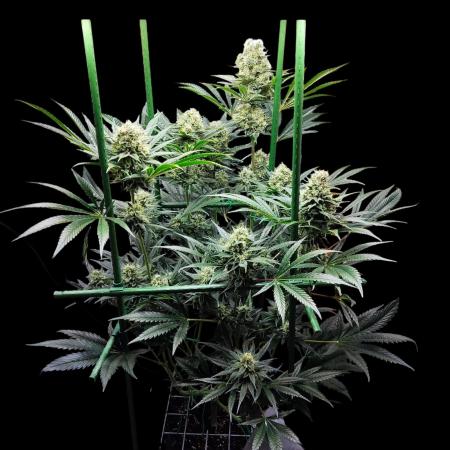 Granddaddy Purple 50W Start Misstake