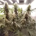 Ghost Train Haze Zamnesia