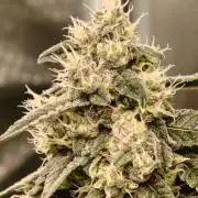 Lemon Cherry Gelato F1 Zamnesia