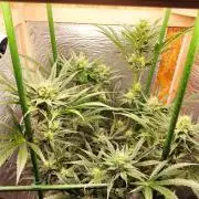 Granddaddy Purple 50W Start Misstake