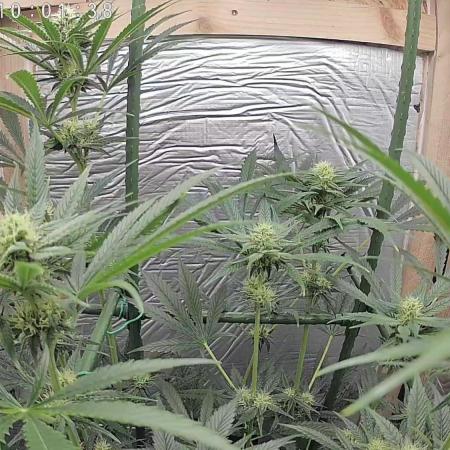 Granddaddy Purple 50W Start Misstake