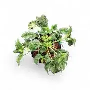 Mentha de Croco Bx1 F2