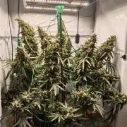 AK 47