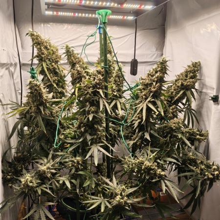 AK 47