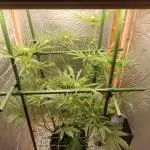 Granddaddy Purple 50W Start Misstake