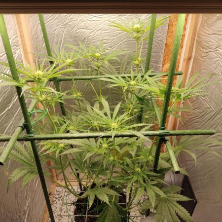 Granddaddy Purple 50W Start Misstake