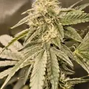 Lemon Cherry Gelato F1 Zamnesia