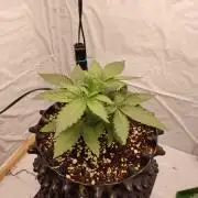 Lemon Cherry Gelato F1 Zamnesia