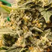 AK 47