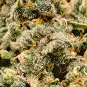 AK 47