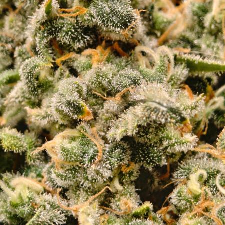AK 47