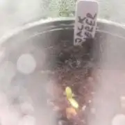 Jack Herer 7xSeeds all Bastards!
