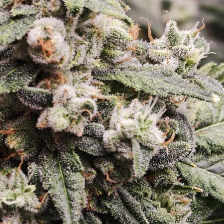 Insane OG