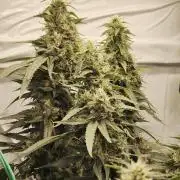 AK 47