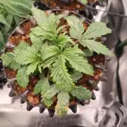 Pickled Lemon Haze F1 by Zamnesia