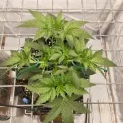 Lemon Cherry Gelato F1 Zamnesia