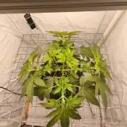 Lemon Cherry Gelato F1 Zamnesia