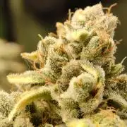 Insane OG