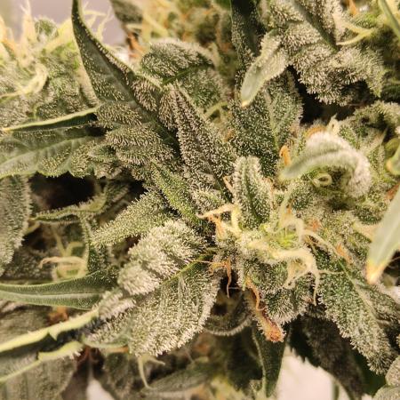 AK 47