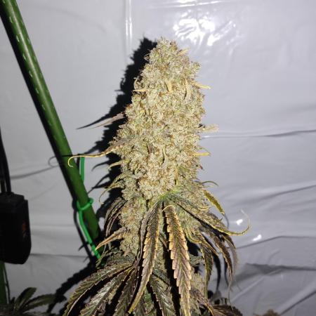 Rainbow Sherbet Zamnesia