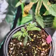 Pickled Lemon Haze F1 by Zamnesia