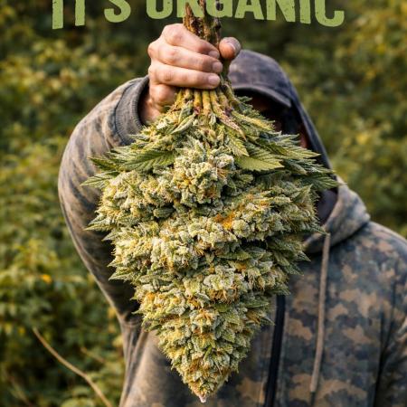 Sensi Star "Dont Panic Its Organic"