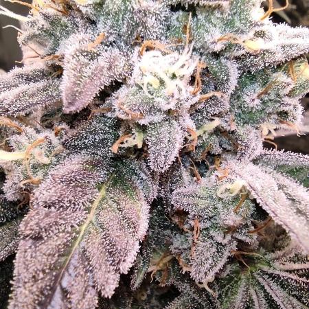 Sensi Star "Dont Panic Its Organic"