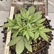 Lemon Cherry Gelato F1 Zamnesia