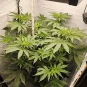 Lemon Cherry Gelato F1 Zamnesia