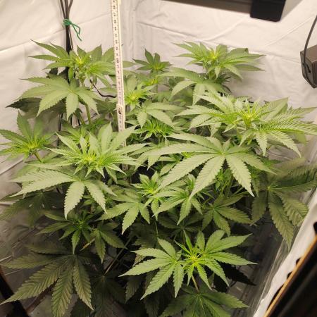 Lemon Cherry Gelato F1 Zamnesia