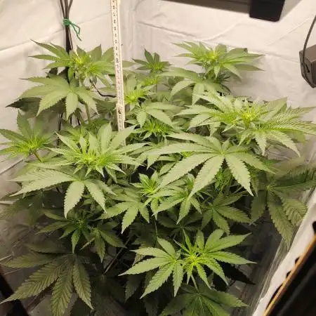 Lemon Cherry Gelato F1 Zamnesia