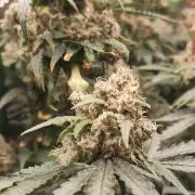 GG#4 by Zamnesia
