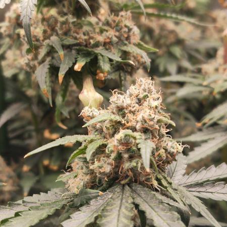 GG#4 by Zamnesia
