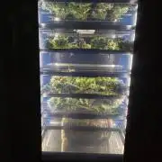 Insane OG