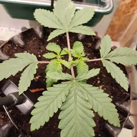 Rainbow Sherbet Zamnesia