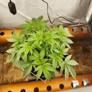 Pickled Lemon Haze F1 Zamnesia